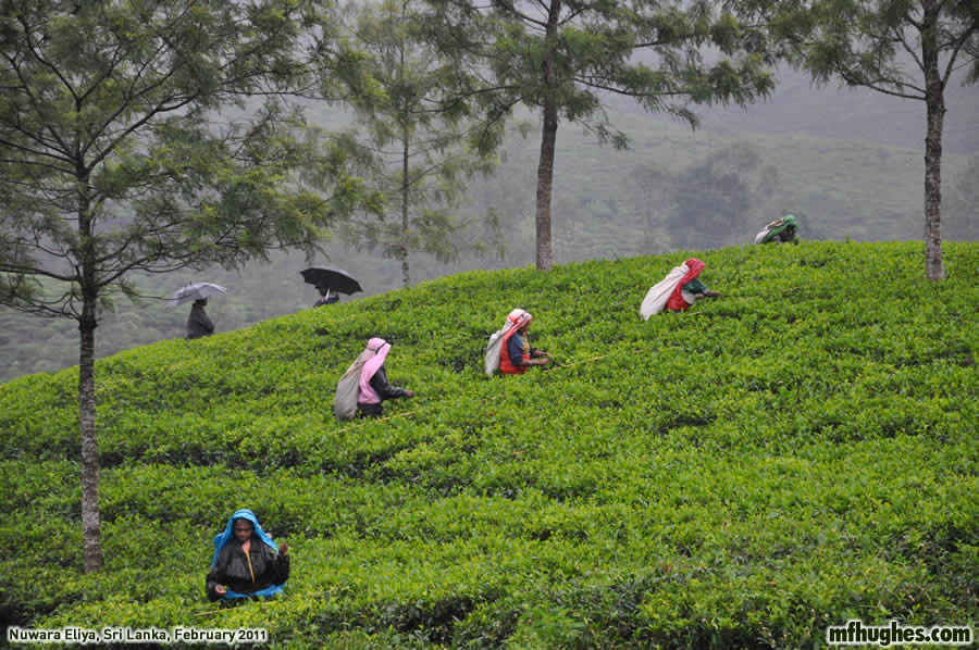 Tea leaf pickers, Nuwara Eliya