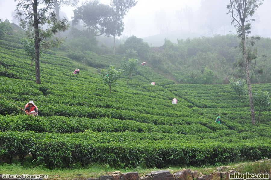 Tea leaf pickers, Nuwara Eliya