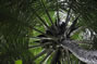 Sri Lanka palm tree